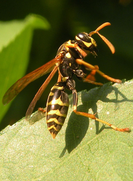 Quattro Polistes di specie diverse